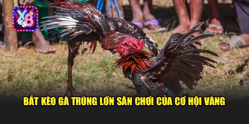 Tay Mơ Bắt Kèo Gà Trúng Lớn - Chiêu Gì Mà Cao Thủ Cũng Bất Ngờ?