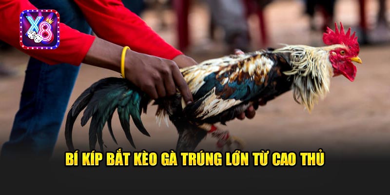 Bí Kíp Bắt Kèo Gà Trúng Lớn Từ Cao Thủ