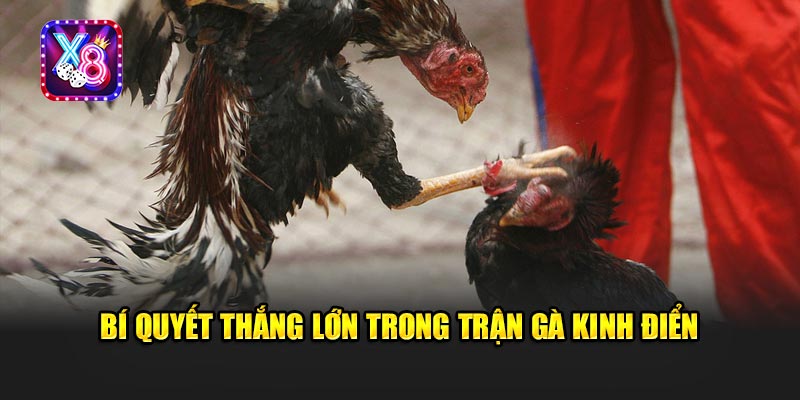 Bí Quyết Thắng Lớn Trong Trận Gà Kinh Điển