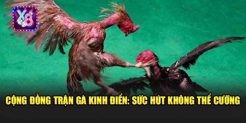 Cộng Đồng Trận Gà Kinh Điển: Sức Hút Không Thể Cưỡng
