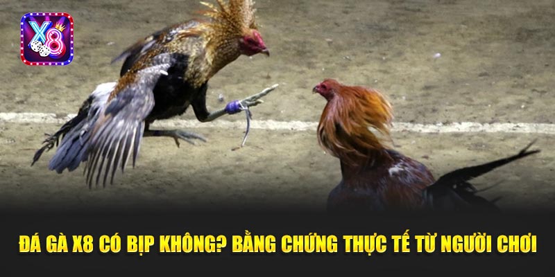 Đá Gà X8 Có Bịp Không? Bằng Chứng Thực Tế Từ Người Chơi