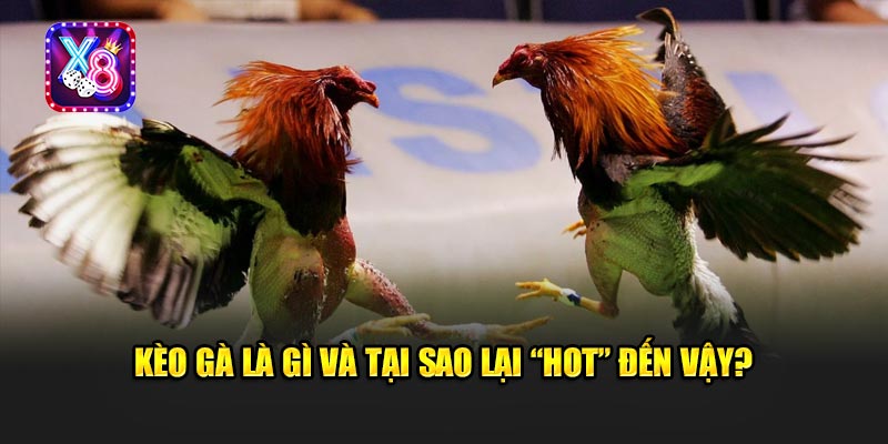 Kèo Gà Nóng Hơn Cả Chứng Khoán - Giới Cá Độ Truy Lùng Sới Gà X8