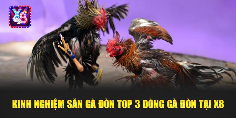 Kinh nghiệm săn gà đòn Top 3 Dòng Gà Đòn tại X8