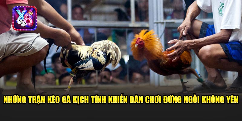 Những Trận Kèo Gà Kịch Tính Khiến Dân Chơi Đứng Ngồi Không Yên