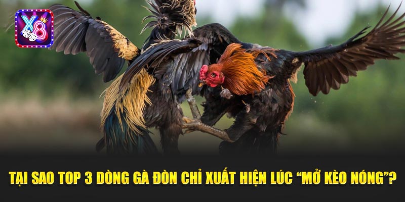 Tại sao Top 3 Dòng Gà Đòn chỉ xuất hiện lúc “mở kèo nóng”?